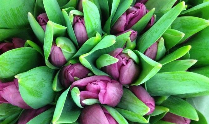 Тюльпаны пурпурные