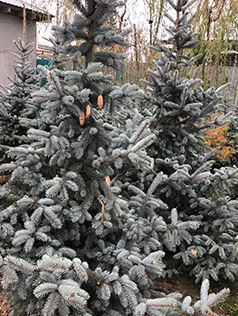 Ель колючая Хупси Picea pungens Hoopssii, 1,5-1,7м, c32, 8-10лет