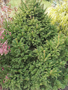 Ель обыкновенная Picea abies, 1,4-1,6м, с32, 8-10 лет