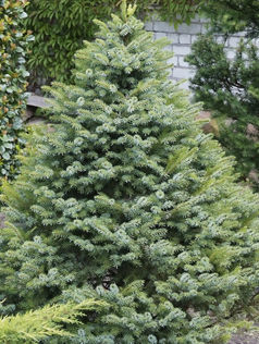 Ель сербская Picea omorica, c32, 8-10 лет, 2,2-2,5 м