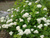 Спирея березолистная Тор (Spiraea betulifolia Tor) 7.5л 60-80см #3