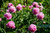 Пион молочноцветковый Мсье Жюль Эли (Paeonia Monsieur Jules Eli) 5л #2