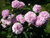 Пион молочноцветковый Сара Бернард (Paeonia Sarah Bernhardt) 5-6л #2