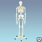 Скелет Человека (Манекен 170 См)