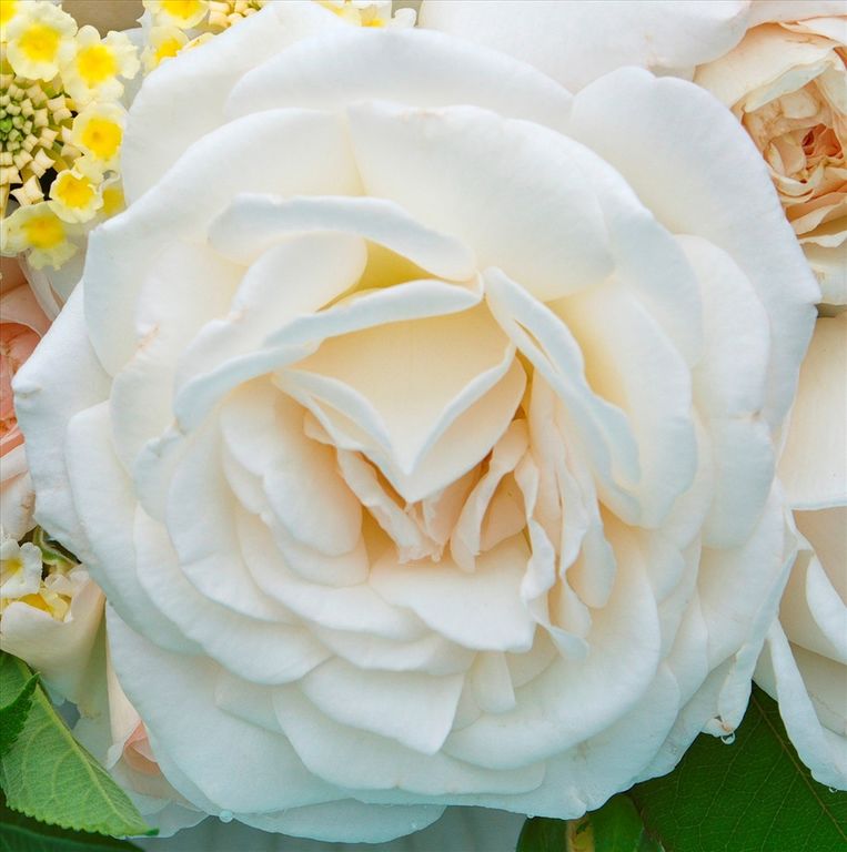 Роза Графиня Элке цу Рантзау ( Grafin Elke zu Rantzau) флорибунда