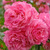 Роза Флора Колониа Кельнер Флора ( Flora Colonia) (Kolner Flora) 10 -15 л контейнеры 4-6 лет #1