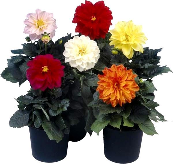 Георгины Dahlia Mix