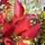 Арония Викинг (Aronia prunifolia Viking) 5-7 80 -.-100 см. #2