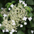Гортензия черешковая вьющаяся (Hydrangea anomala Petiolaris) 6л 60-80 см #2