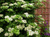Гортензия черешковая вьющаяся (Hydrangea anomala Petiolaris) 6л 60-80 см #1