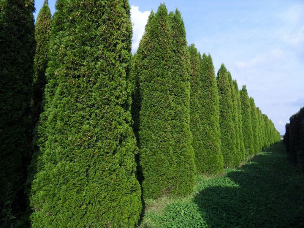 Туя западная Смарагд (Thuja occidentalis Smaragd) купить в спб лисий нос  Беговая Приморский район Черная речка