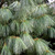 Сосна гималайская (Pinus wallichiana) #1