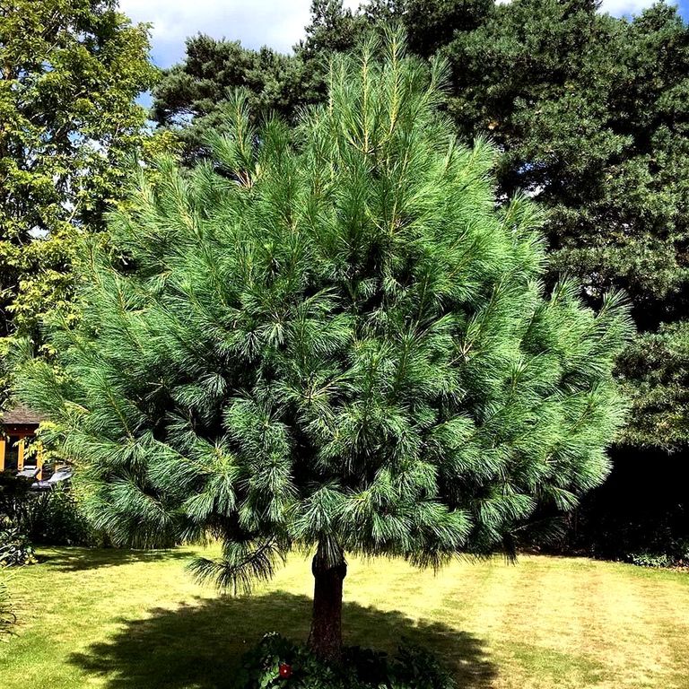 Сосна гималайская (Pinus wallichiana) 2