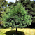 Сосна гималайская (Pinus wallichiana) #2