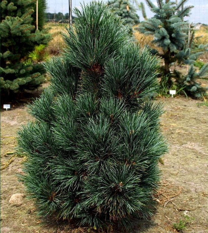 Сосна кедровая (Pinus cembra) 2