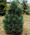 Сосна кедровая (Pinus cembra) #2